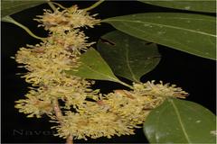Neolitsea zeylanica